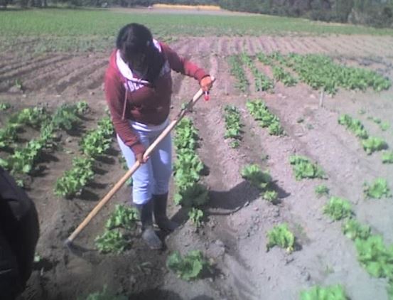 Agricultura Granja LaPradera